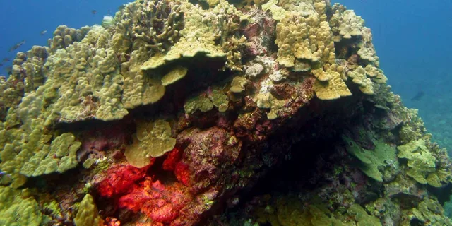Maui Beach Snorkel Tour 1.5 hr - Image 2