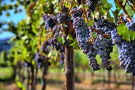 San Francisco Private Wine Tour to Napa or Sonoma thumbnail 3