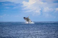 Waikoloa Tradewind Sail thumbnail 4
