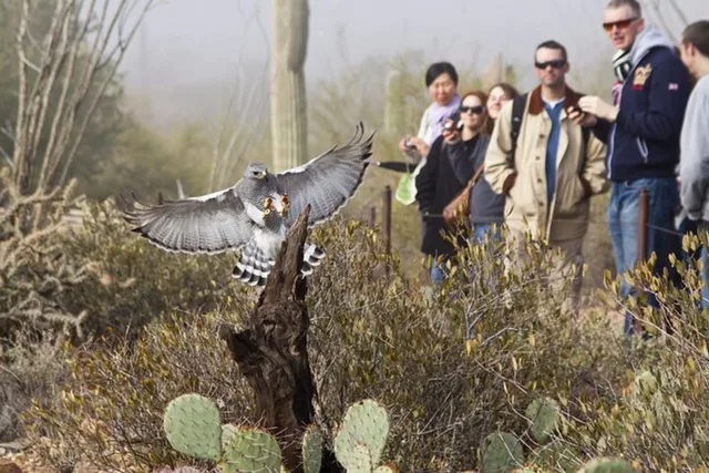 Tucson Day Tour from Phoenix - Image 2