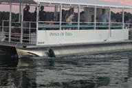 Hilton Head Dolphin and Nature Boat Tour 90 Min thumbnail 4