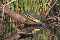 Everglades Kayak Tour at Sunset thumbnail 2