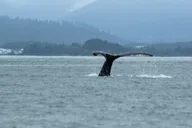 Sitka Marine Wildlife Tour thumbnail 6