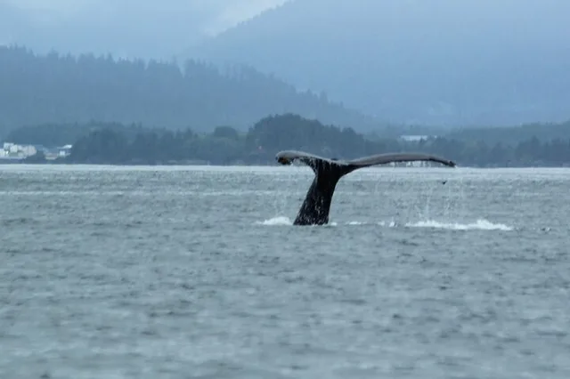 Sitka Marine Wildlife Tour - Image 6