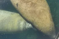 Crystal River Ecological Boat Tour thumbnail 2
