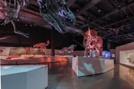 Houston Museum of Natural Science and Cockrell Butterfly Center thumbnail 4
