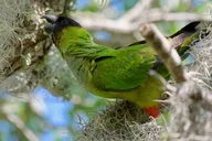 St. Petersburg Birding Tour at Fort De Soto Park thumbnail 2