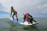 Maui Surfing Experience with Service Animal 2 hr thumbnail 1