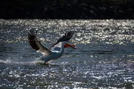 Jackson Hole Snake River Scenic Float Tour thumbnail 5