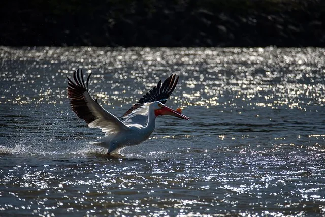Jackson Hole Snake River Scenic Float Tour - Image 5