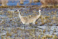 Yellowstone Wildlife Day Adventure thumbnail 5