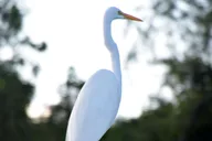 New Orleans Airboat Swamp Tour thumbnail 6