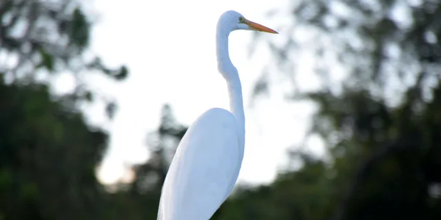 New Orleans Airboat Swamp Tour - Image 6