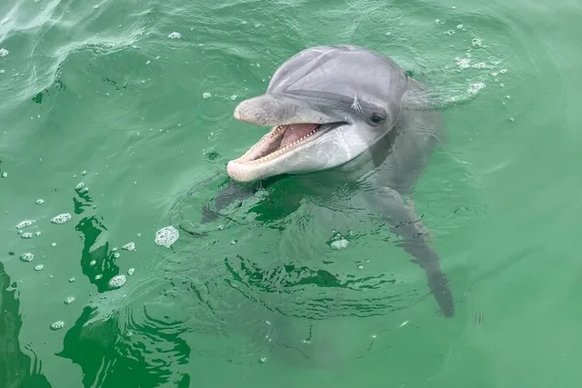 Panama City Dolphin and Sightseeing Tour - Image 4