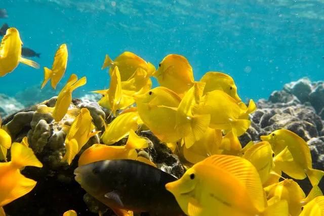 Kailua-Kona Snorkel Tour at Kealakekua Bay 4 hr - Image 3