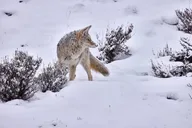 Yellowstone Wildlife Photo Safari Half Day thumbnail 3