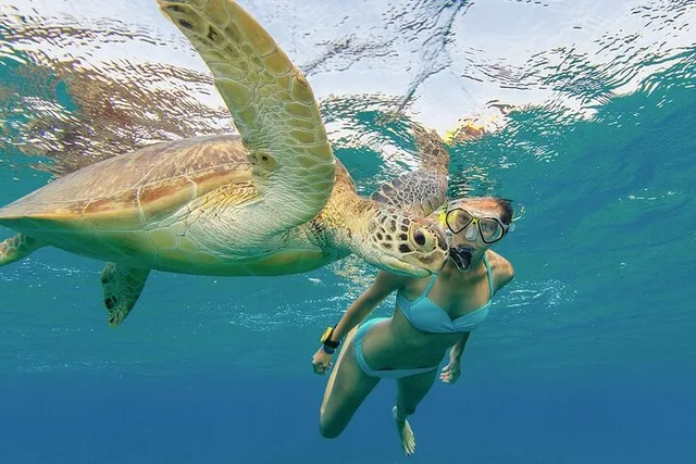 Oahu Turtle Snorkeling and Dole Plantation Tour - Image 1