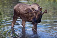 Seward to Anchorage Wildlife Tour and Transfer thumbnail 6
