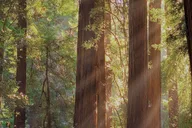 San Francisco Muir Woods and Wine Tour 10 hr thumbnail 5