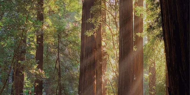 San Francisco Muir Woods and Wine Tour 10 hr - Image 5