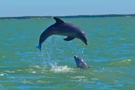 Goodland Dolphin Tour by Jet Ski thumbnail 3