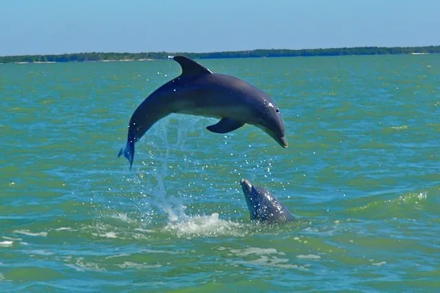Goodland Dolphin Tour by Jet Ski - Image 3