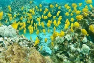 Kona Kealakekua Bay Snorkel and Dolphin Tour 4 hr thumbnail 3