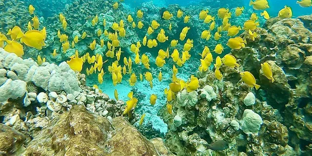 Kona Kealakekua Bay Snorkel and Dolphin Tour 4 hr - Image 3
