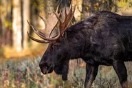 Jackson Hole Grand Teton National Park Tour thumbnail 2