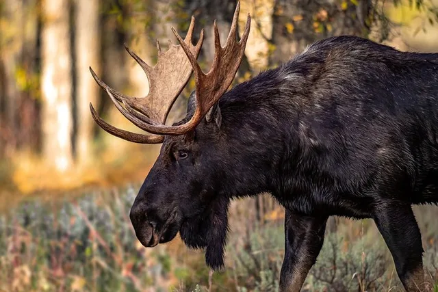 Jackson Hole Grand Teton National Park Tour - Image 2