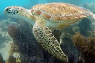 Key West Kayak, Snorkel & Morning Sail thumbnail 2