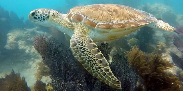 Key West Kayak, Snorkel & Morning Sail - Image 2