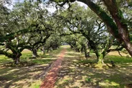 New Orleans Oak Alley Plantation Tour with Transportation thumbnail 5
