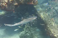 Lahaina Scuba Dive with Turtles and Sharks 2 hr thumbnail 4