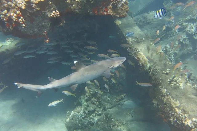 Lahaina Scuba Dive with Turtles and Sharks 2 hr - Image 4