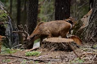 Sequoia National Park Forest Hike thumbnail 4