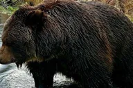 Anchorage Wilderness Wildlife and Glacier Experience thumbnail 2