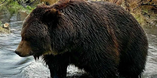 Anchorage Wilderness Wildlife and Glacier Experience - Image 2