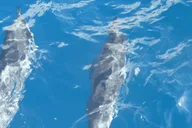 Maui Kaanapali Beach Snorkel Tour with BBQ Lunch thumbnail 6