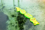 Panama City Beach Vortex Springs Trip with Lunch thumbnail 1