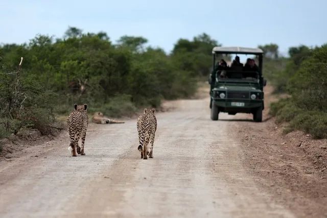 Durban Big 5 Safari Open Vehicle 14 hr - Image 6