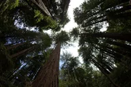 San Francisco Muir Woods and Sausalito Tour Half Day thumbnail 3