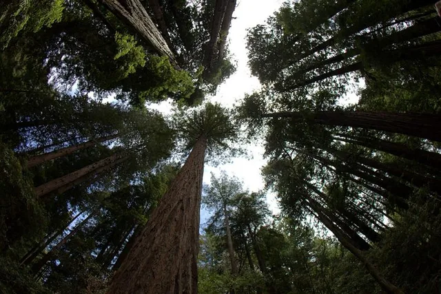 San Francisco Muir Woods and Sausalito Tour Half Day - Image 3