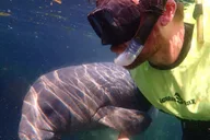 Crystal River Manatee Swim Tour thumbnail 1