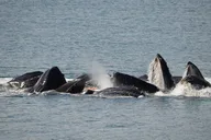 Juneau Catamaran Whale Watching Tour thumbnail 3