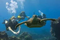 Lahaina Scuba Dive for Certified Divers 2 hr thumbnail 3