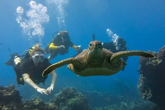Lahaina Scuba Dive for Certified Divers 2 hr - Image 3