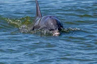 Savannah Dolphin Eco Tour thumbnail 4