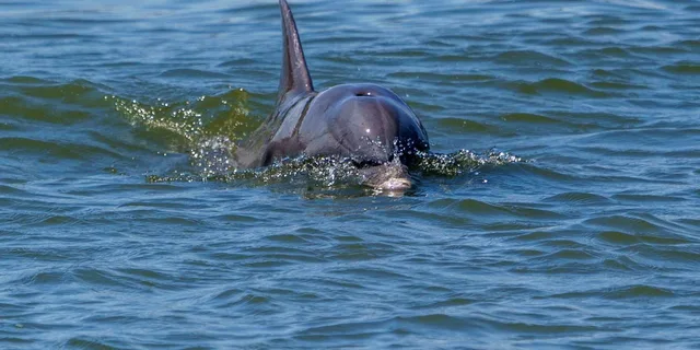 Savannah Dolphin Eco Tour - Image 4