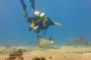 Lahaina Scuba Dive for Certified Divers 2 hr